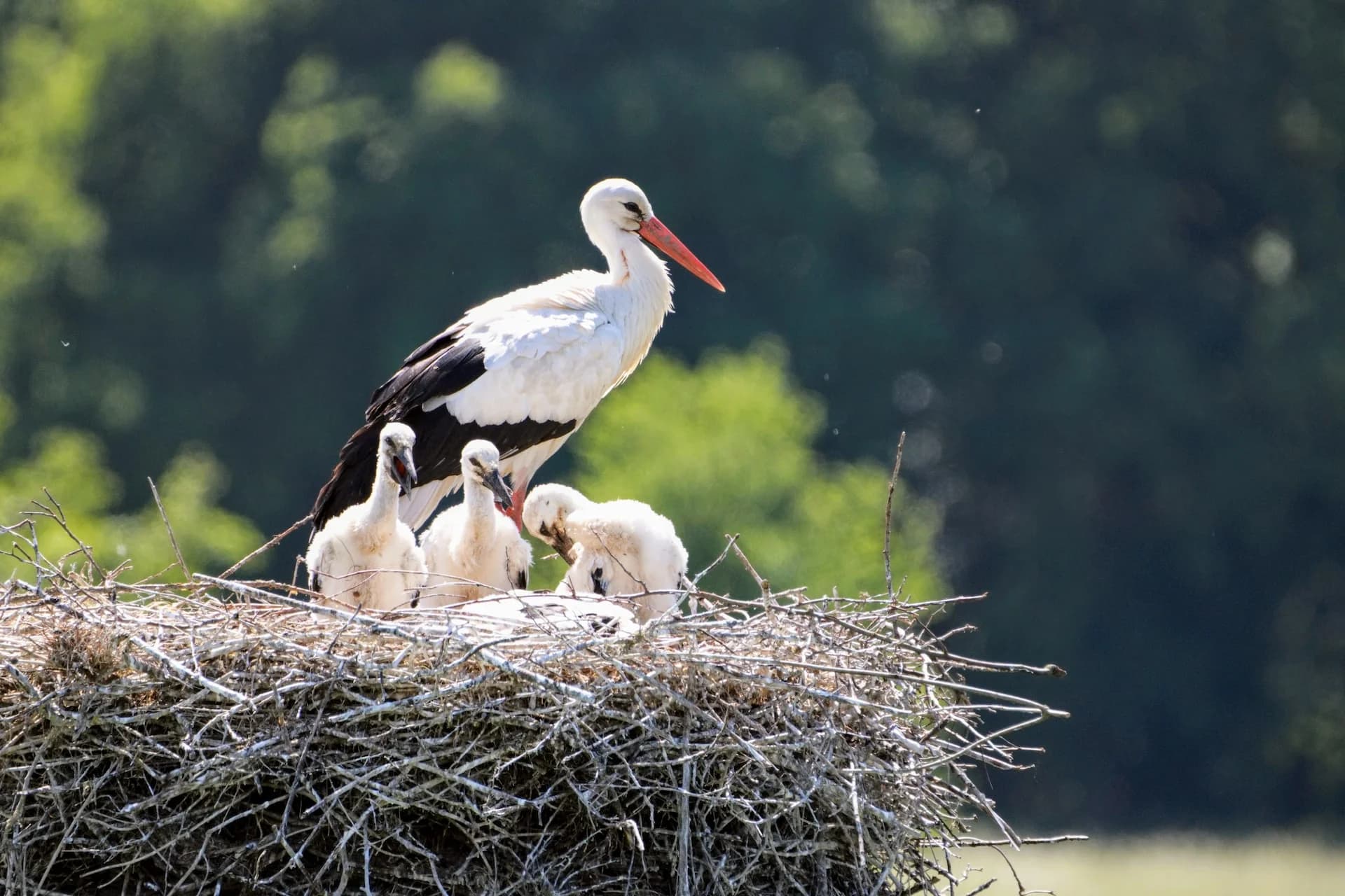 Practical Homeshare for Empty Nesters: Finding New Purpose and Connection