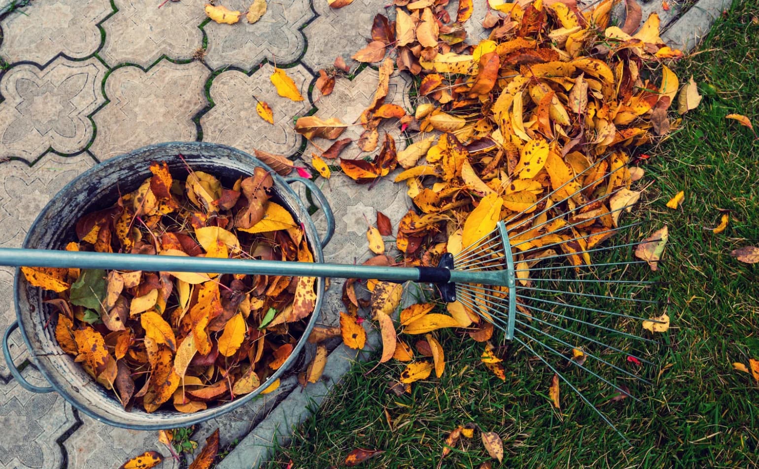 The Autumn Garden Panic: Find Your Green-Fingered Lodger